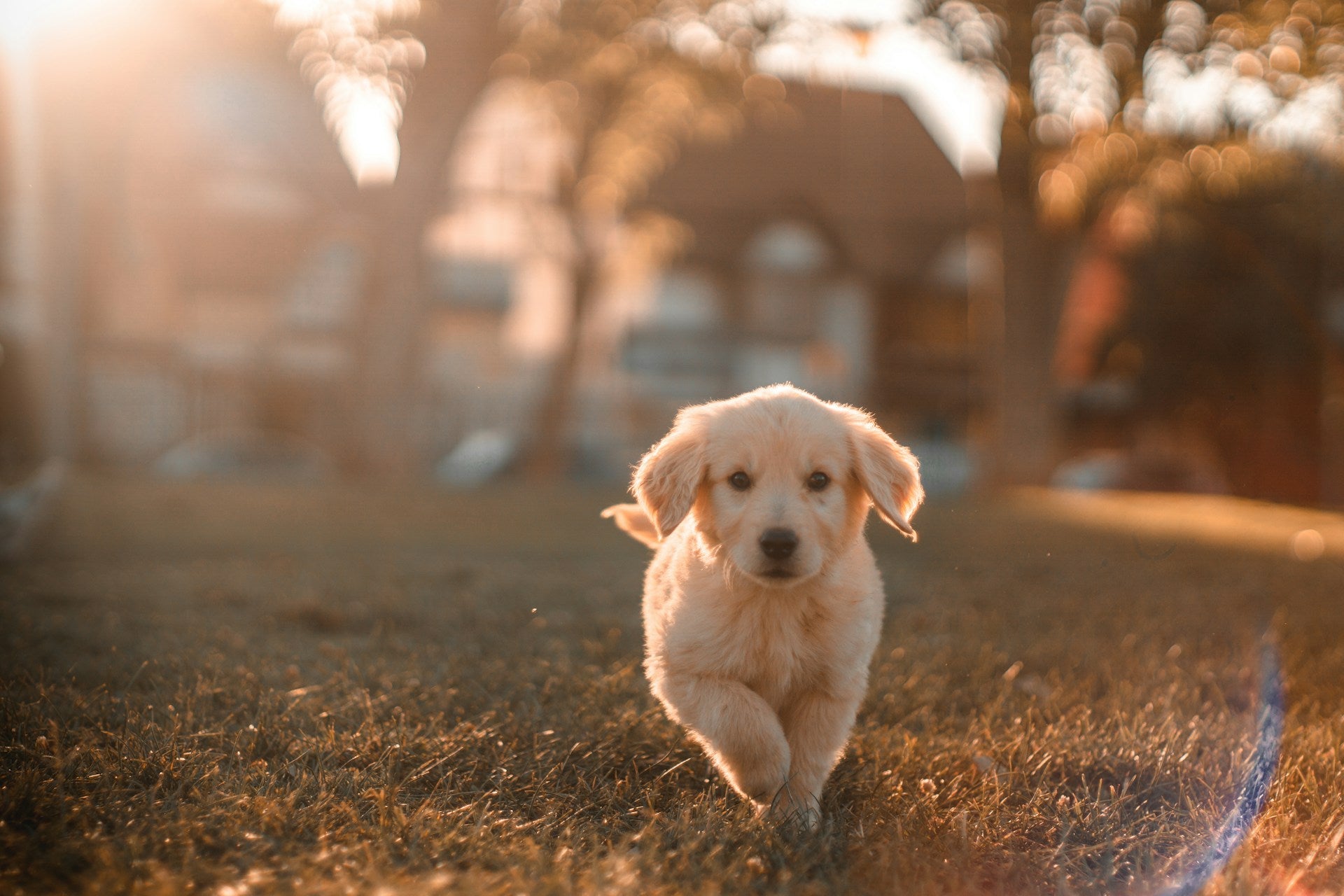 dog running