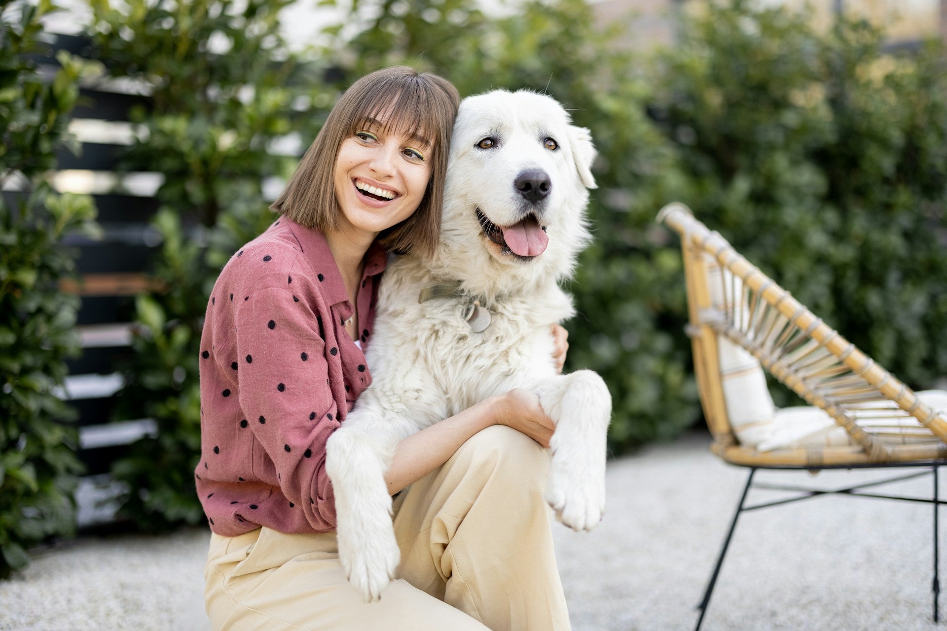 pet