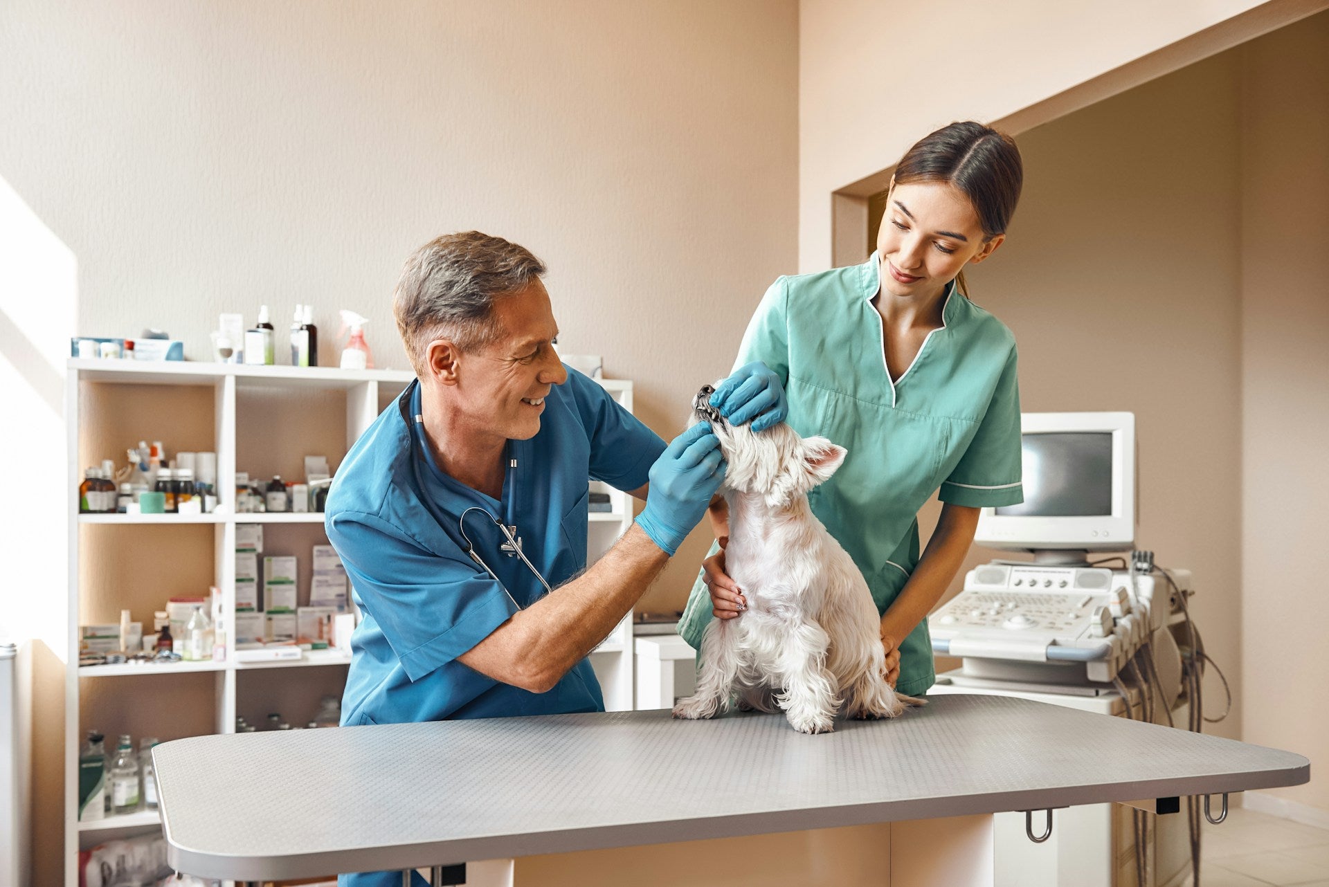 pet health