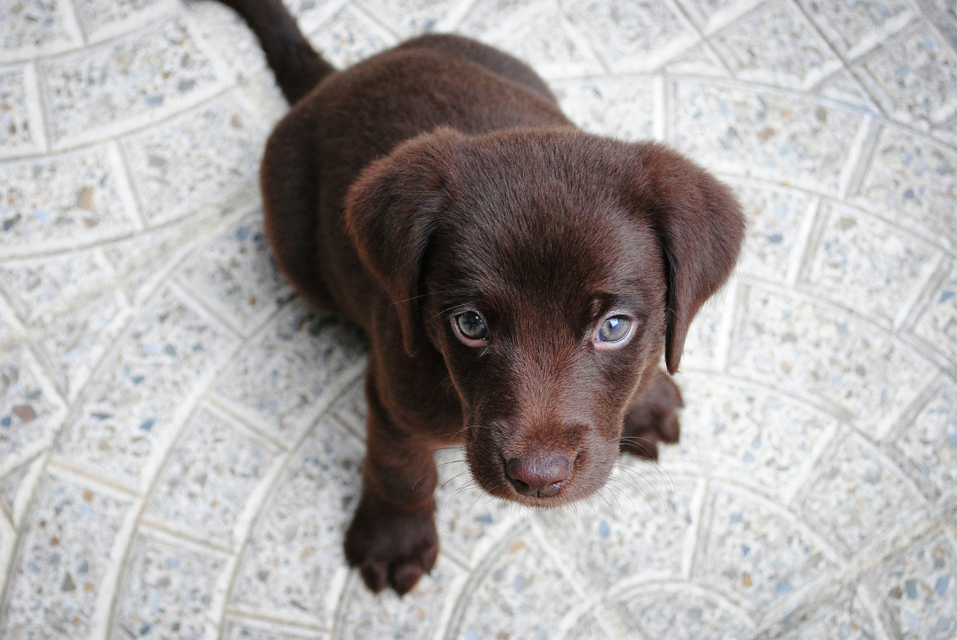 Pet