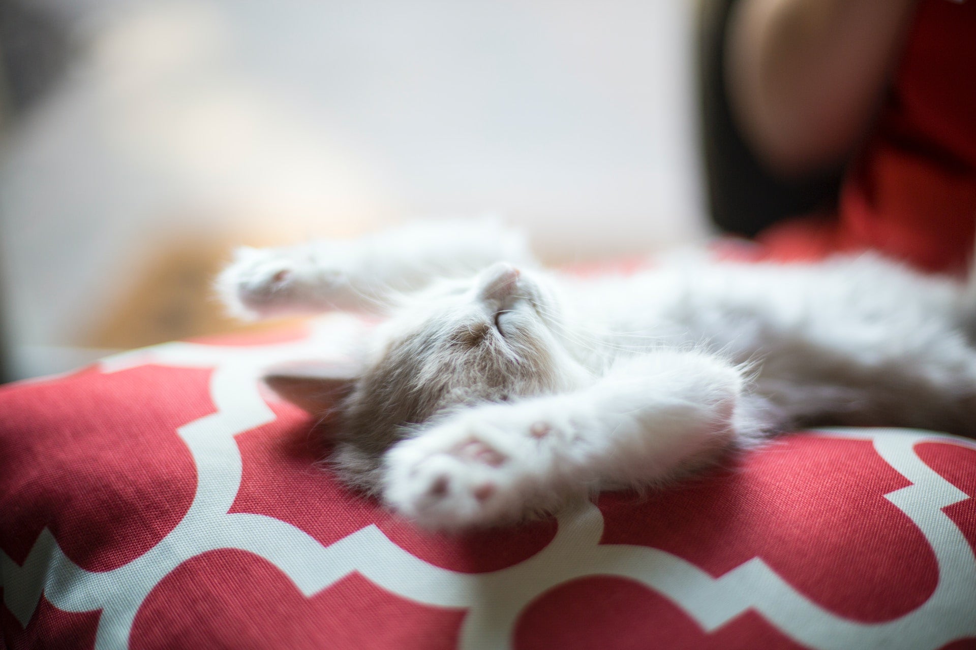 cat sleeping
