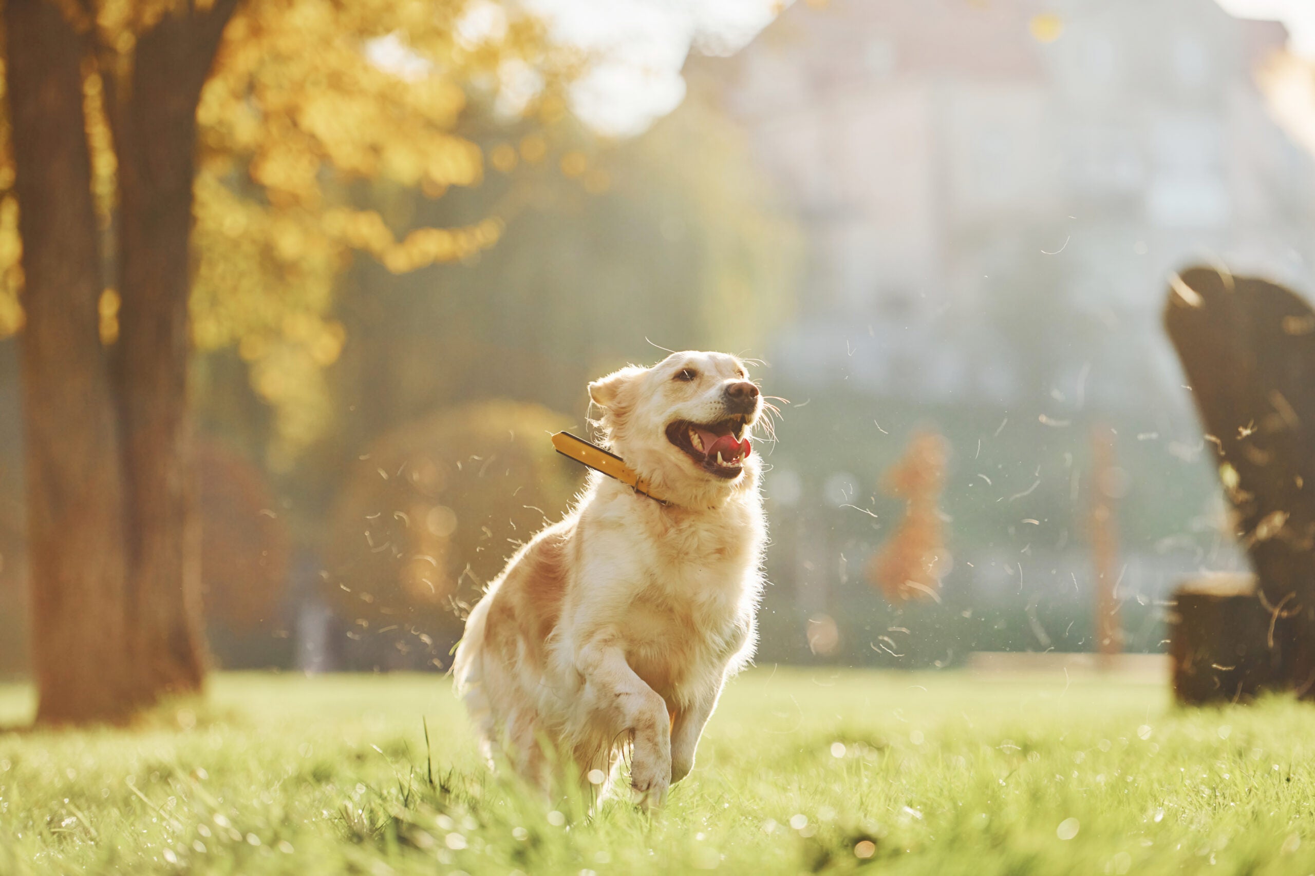 pet-wellness