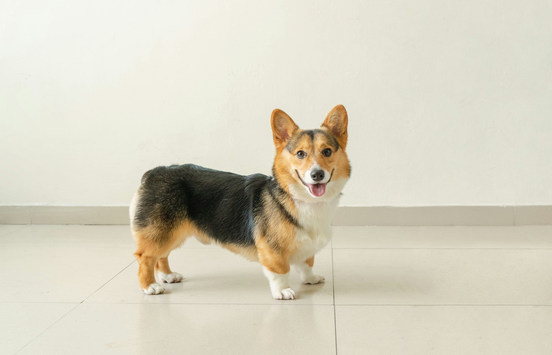 Pet